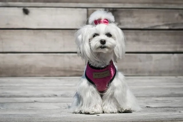 Bowl and Bone Candy Pink Dog Harness And Lead Set