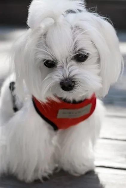 Bowl and Bone Candy Red Dog Harness And Lead Set