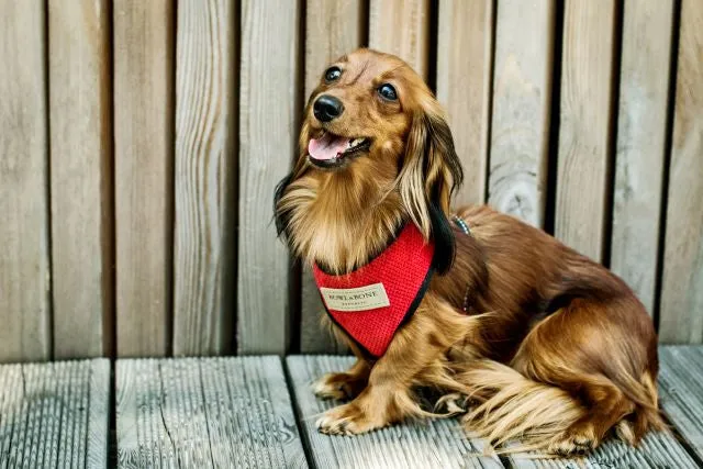 Bowl and Bone Candy Red Dog Harness And Lead Set