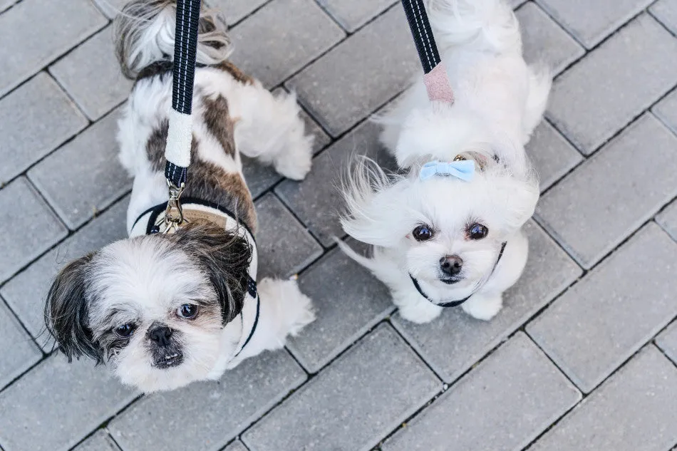 Bowl and Bone Cream Soho Dog Harness