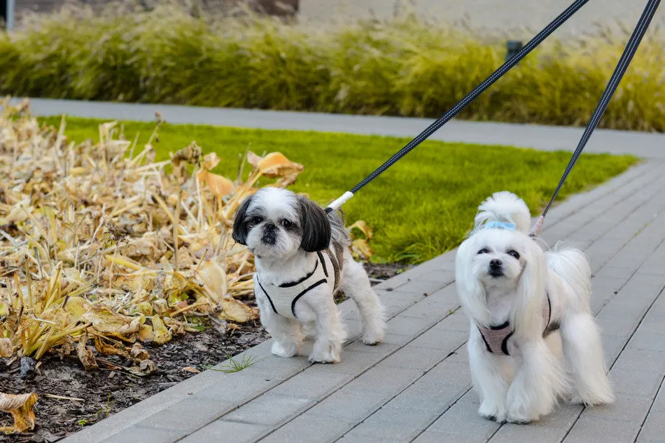 Bowl and Bone Cream Soho Dog Harness