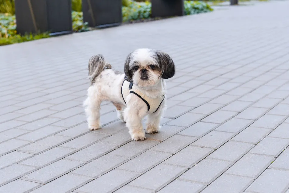 Bowl and Bone Cream Soho Dog Harness