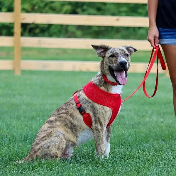 Comfort Soft Adjustable Dog Harness