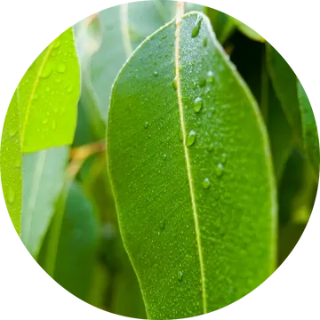 Eucalyptus Essential Oil - Living Libations