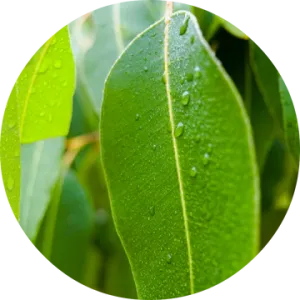 Eucalyptus Essential Oil - Living Libations