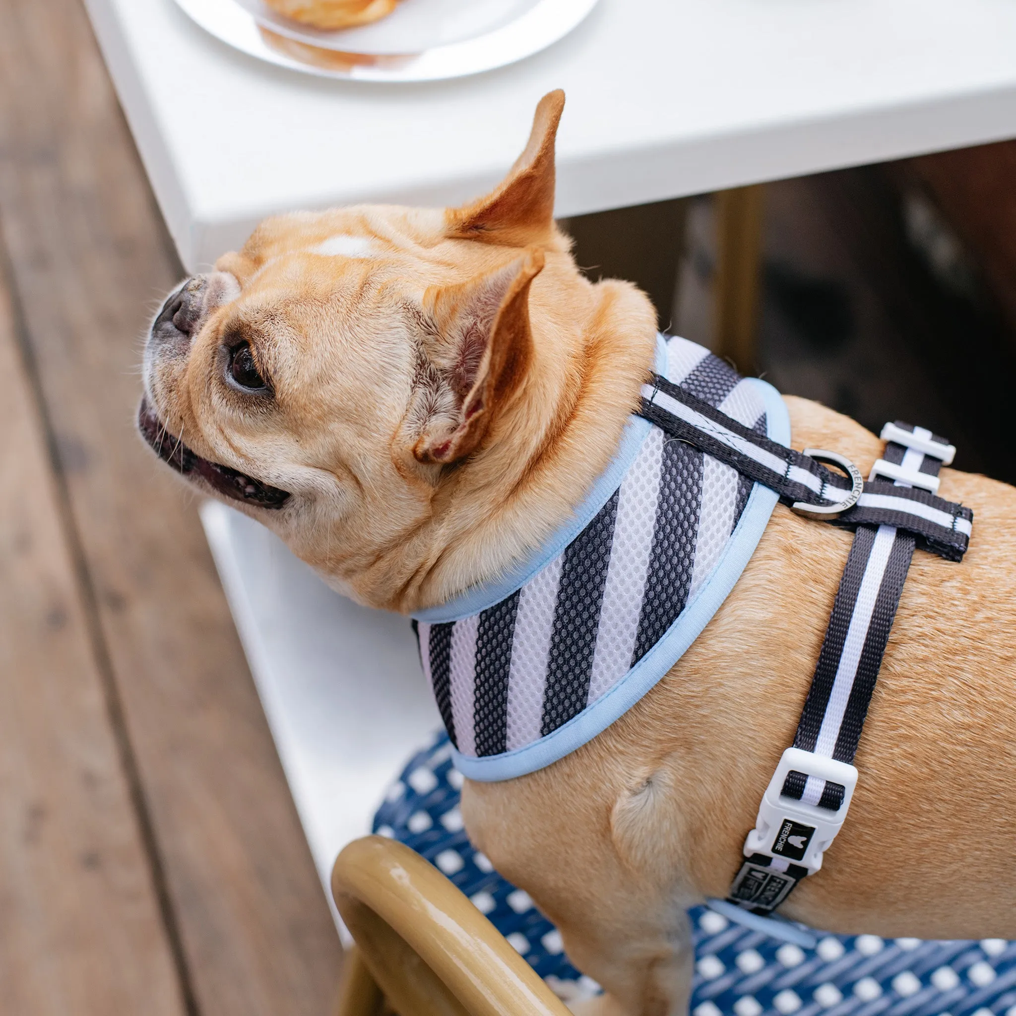 Frenchie Duo Reversible Harness - Frenchie in Paris