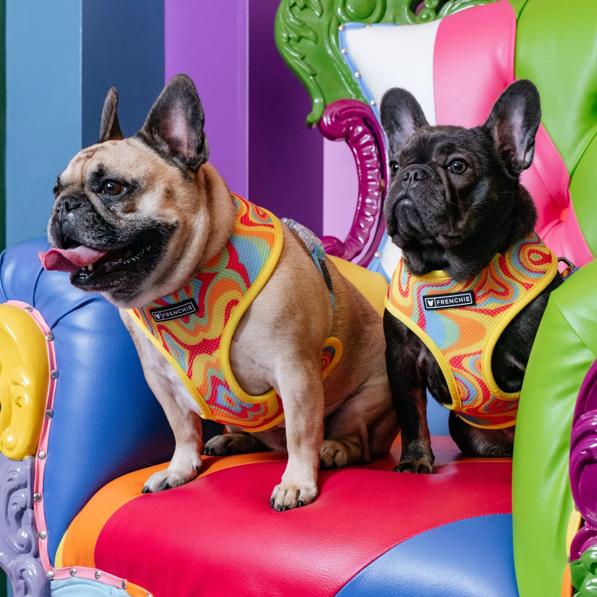 Frenchie Duo Reversible Harness - Rainbow Ice