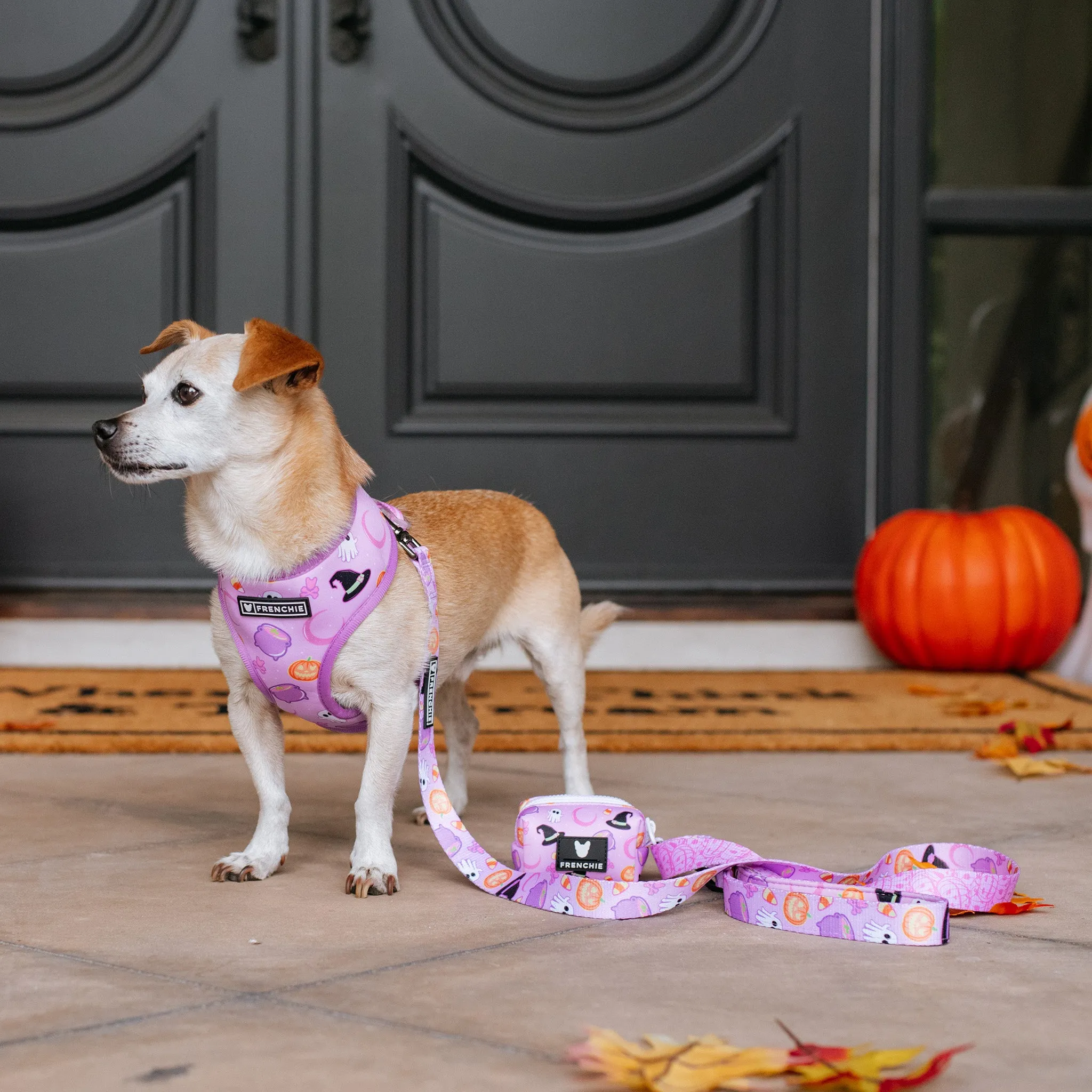 Frenchie Duo Reversible Harness - Witches Brew (Purple)