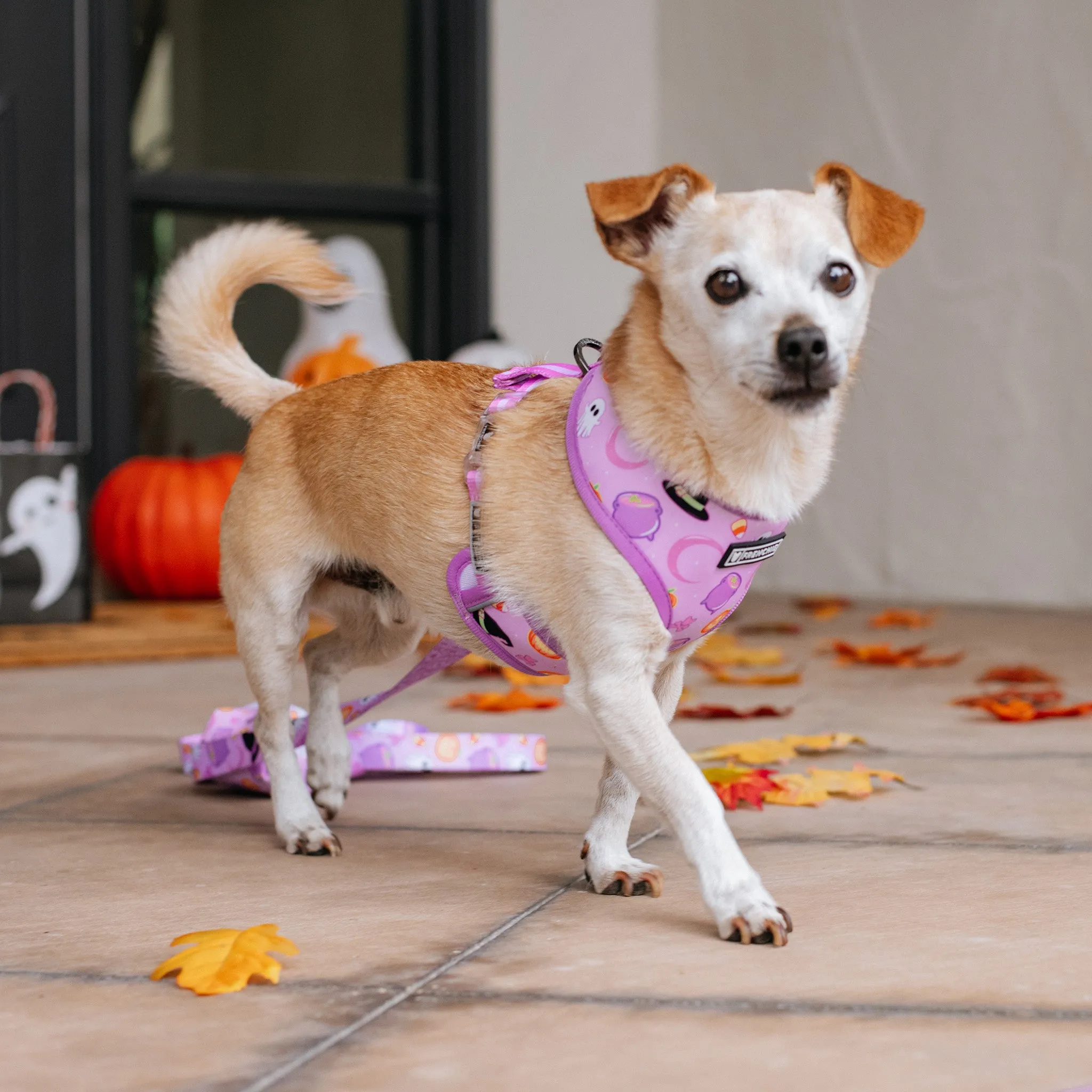 Frenchie Duo Reversible Harness - Witches Brew (Purple)