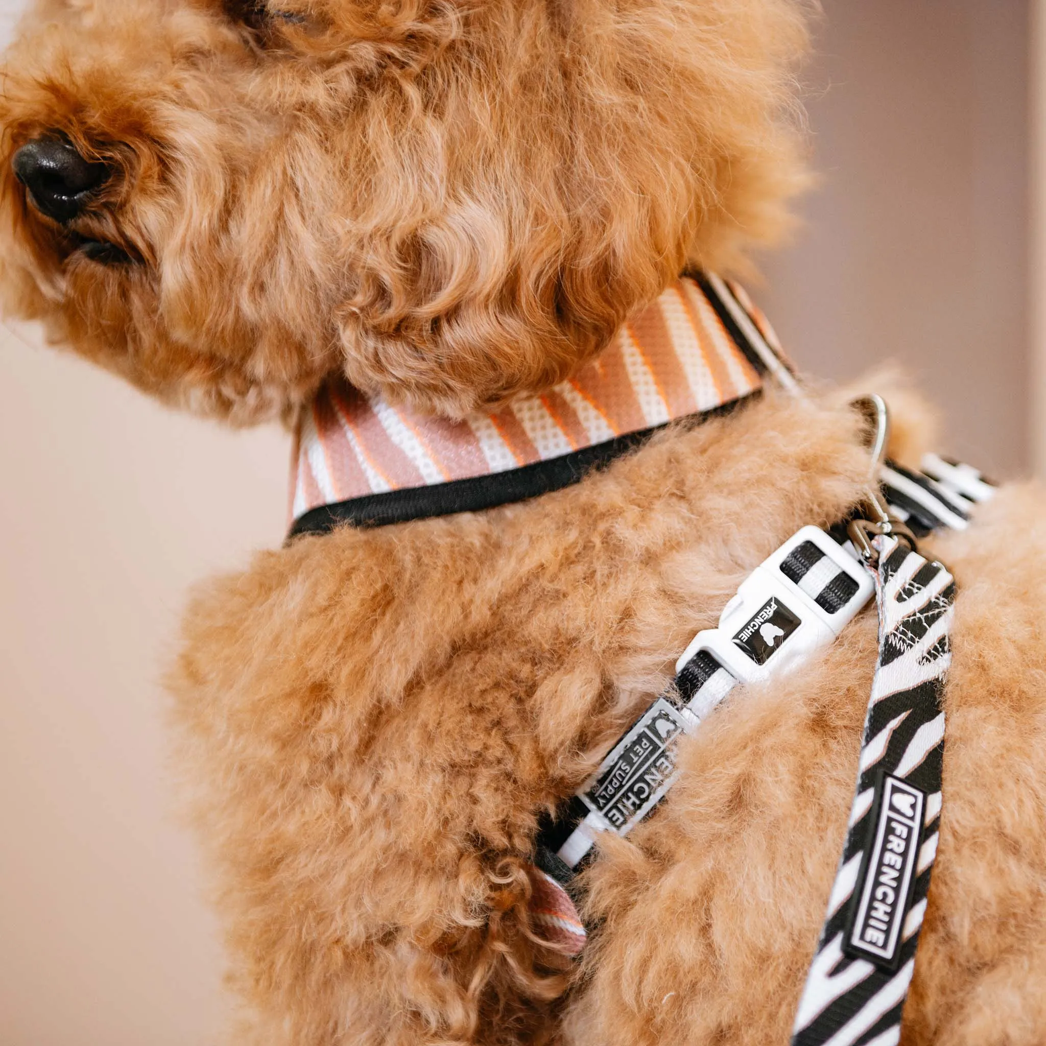 Frenchie Duo Reversible Harness - Zebra