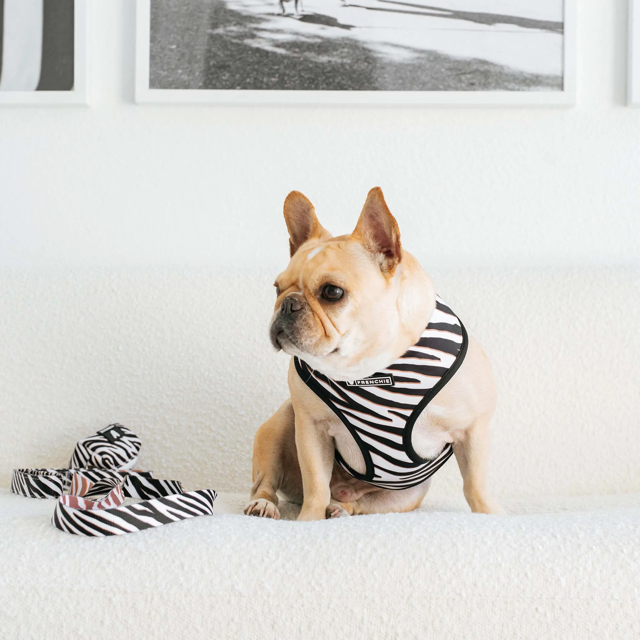 Frenchie Duo Reversible Harness - Zebra