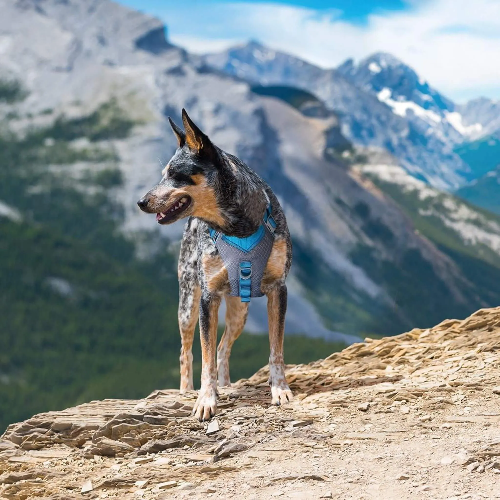 Journey Air Dog Harness