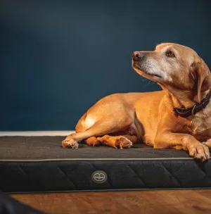 Le Chameau Cushion Dog Bed Green