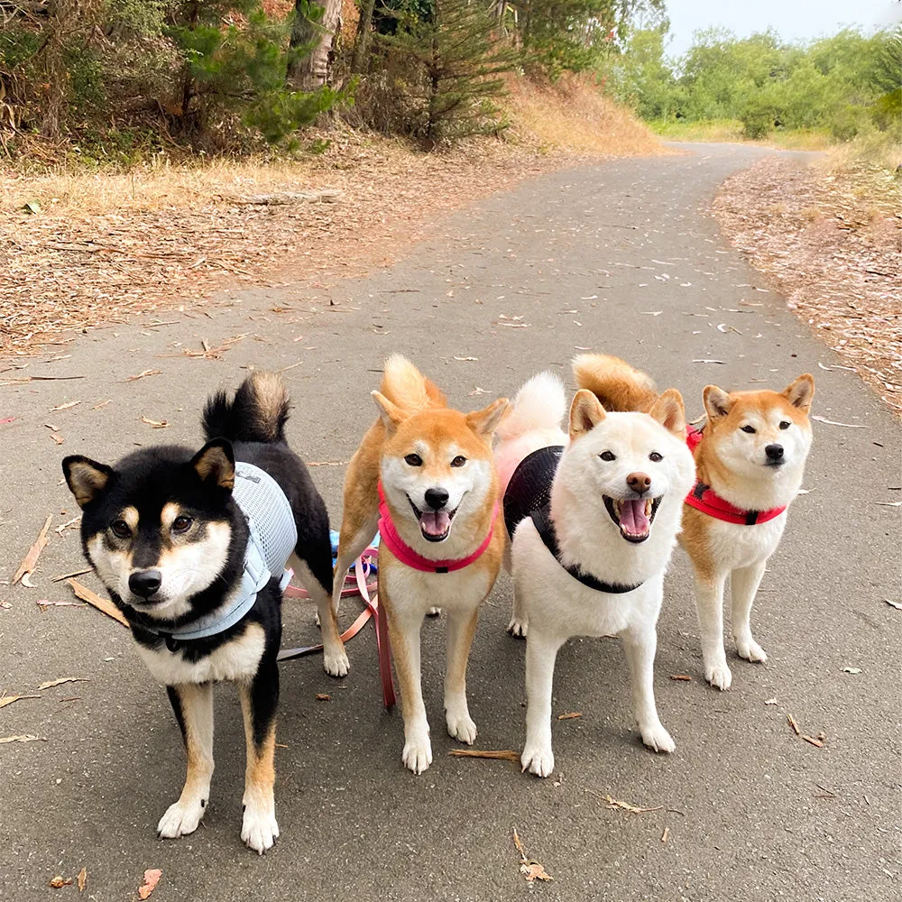 Martingale Dog Harness