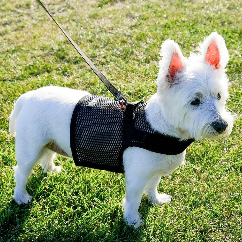 Martingale Dog Harness