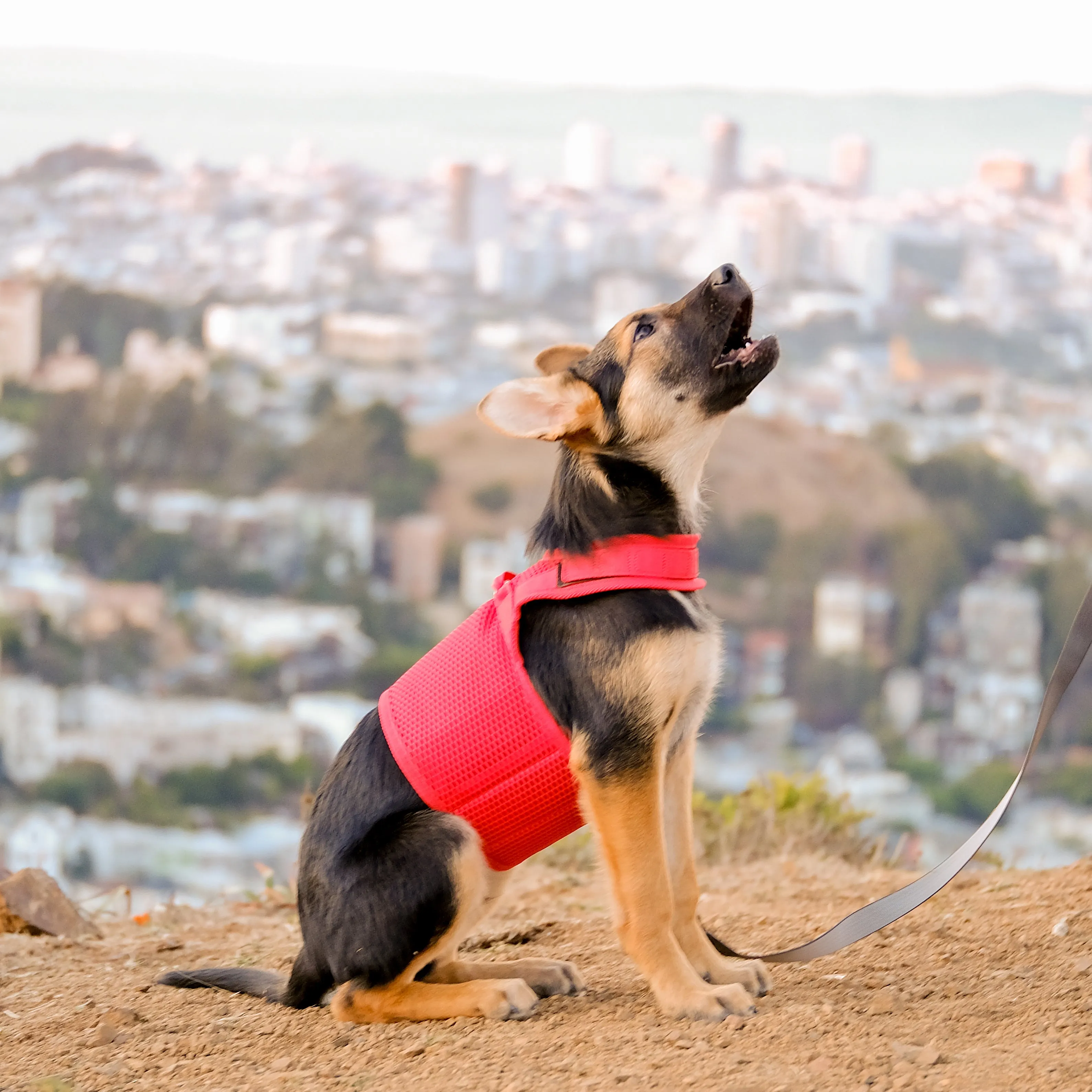 Martingale Dog Harness