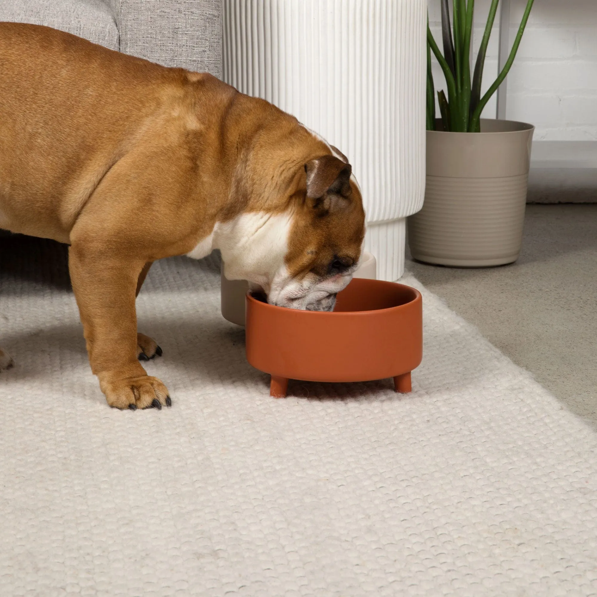 Uplift Bowl Ceramic Dog Bowl by Waggo